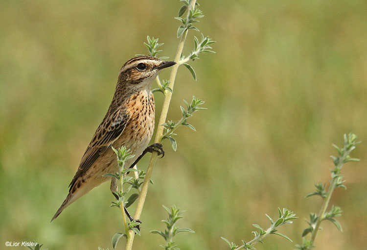    Whinchat Saxicola rubetra ,Beit Shean Valley,17-09-10 Lior Kislev                       